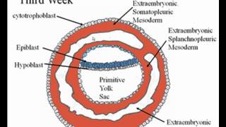 Early Embryology [upl. by Lexa]