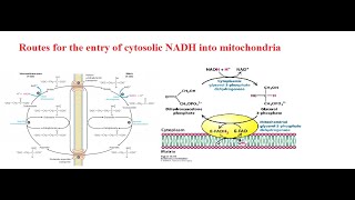 MalateAspartate Shuttle and Glycerol 3 Phosphate Shuttle [upl. by Hafeetal]