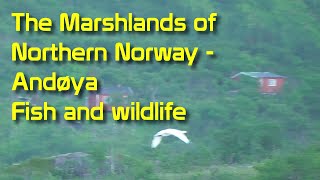 Bushcrafting in Norwegian marshland  Wildlife and huge fish [upl. by Stortz827]