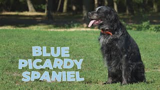 Blue Picardy Spaniel Dpg Breed Information [upl. by Ymmij]