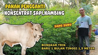 PECAH TELUR  TEMUKAN PAKAN PENGGANTI KONSENTRAT SAPI DAN KAMBING [upl. by Barclay860]