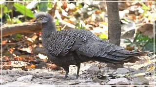 Grey Peacock Pheasant feeding at Kaeng Krachan  Polyplectron bicalcaratum [upl. by Odracer616]