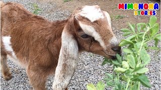 Real Farm Animal Videos 🐷🐮 Videos Reales de Animales dela Granja 🎶 Mimonona Stories [upl. by Durkee]