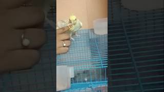 I am angry 😠 😡 👿 😤 kittu birds cockatiel kittu angry angriness bro [upl. by Annayoj]