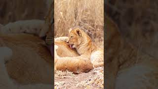 Lovely Moments of Lion Cubs and Mom 📹Lions Living Wild and Free [upl. by Latton]