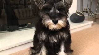 Mini Schnauzer  6 weeks to 1 year in a minute  so cute [upl. by Nissie]