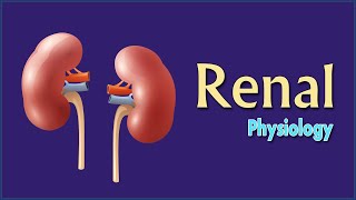 Easy Physiology  Renal  02 Structure amp Types of the Nephron [upl. by Lorelei]