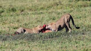 TruenaturephotoNdutu Conservation Area Ngorongoro National Park Tanzania [upl. by Trebleda]