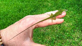 Friendly Green Anole Lizard With Amazing Long Tail [upl. by Cook620]