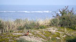 Vogels kijken in Zeeland [upl. by Jeanie465]