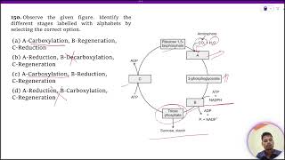 Observe the given figure Identify the different stages labelled with alphabets by selecting the [upl. by Barri]