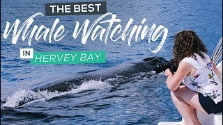 Best EcoFriendly Whale Watching Tour in Hervey Bay [upl. by Yslek]