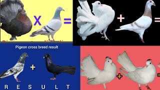 4 pigeon cross breed results pigeon [upl. by Amethist]