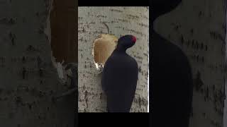 Apple style house Black woodpecker birds wildlifeapple [upl. by Sanderson]