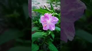 mirabilis jalapa flowers gardenflowers [upl. by Naujat]