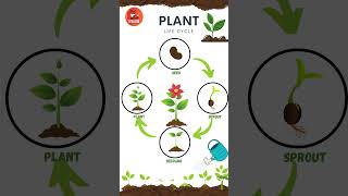 Life Cycle of a Plant  Learn Plant Life cycle  Educational Video kids plants flowers [upl. by Ayatal397]