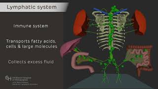 Normal Lymphatic Anatomy and Flow [upl. by Derian]