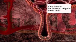 El cáncer y la diferenciación celular en el epitelio intestinal  HHMI BioInteractive Video [upl. by Okramed]