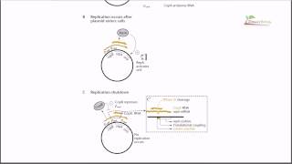 Copy number regulation by cop genes [upl. by Christopher820]