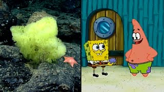 SpongeBob and Patrick FishLooking Species Spotted in Ocean [upl. by Jarita736]