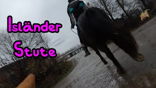 Heute ist die Isländer Stute dran🦄 Adventskalender Tür 3 [upl. by Ecinuahs]