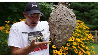 3 HORNETS Nests  Keeping Hornets as Pets  Wasp Nest Removals [upl. by Adlin]