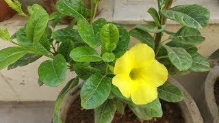 How To Grow amp Care Allamanda Plant  Golden Trumpet in Pots  Allamanda Plant Care [upl. by Pickford759]