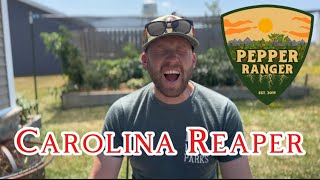 Carolina Reaper Pepper ReviewSecond Hottest Pepper in the World [upl. by Palmore]