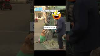 What a excellent boe 🫣🤣 funnyanimal rockythecutie funny comedyfilms comedymovies cuterocky p [upl. by Bartolomeo]