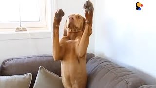 Smart Vizsla Puppy Cleans Can Do Over 40 Tricks  The Dodo [upl. by Barbarese]