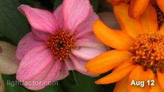 Zahara Zinnia Time Lapse [upl. by Lahpos988]