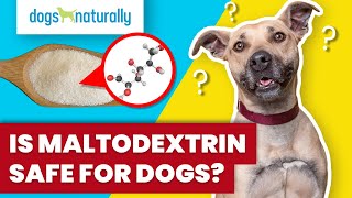 Is Maltodextrin Safe For Dogs [upl. by Maighdiln4]