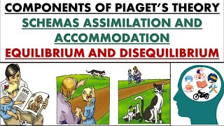 Basic components of Piagets theory schema AssimilationAccommodationEquilibriumDisequilibrium [upl. by Kat620]