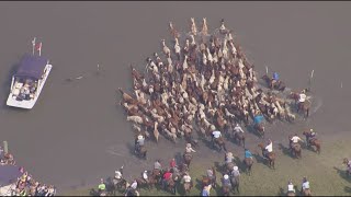 Virginias 99th annual Chincoteague Pony Swim [upl. by Maharg]