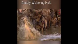 Deadly Watering Hole  Crocodile vs Antelope shorts [upl. by Attekram409]