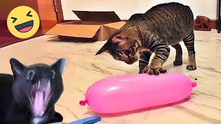 Funniest Cats And Dogs Videos 😁  Best Funny Animal Videos 2024 🥰11 [upl. by Yenroc]