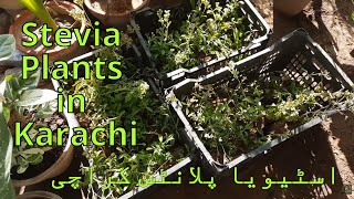 Nursery Visit  Stevia Plants Price amp Availability in Karachi [upl. by Aniara]