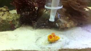 Feeding Brine Shrimp to My Sun Coral [upl. by Nazler195]