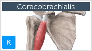 Coracobrachialis Muscle Overview  Human Anatomy  Kenhub [upl. by Bendite804]