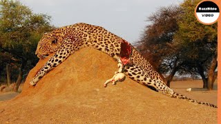 Stupid Leopard Loses its Life While Trying To Steal Prey [upl. by Seigel]