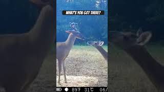 What’s you got there deerseason2024 deer pineylife [upl. by Asaert]