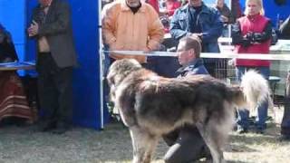 Caucasian ovcharka Kiskunfélegyháza CAC young class males [upl. by Ragland]