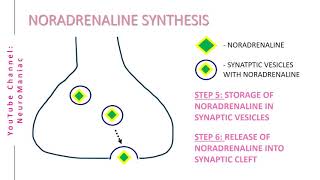 NEUROSCIENCE BIOSYNTHESIS OF NORADRENALINE NOREPINEPHRINE  TYROSINE LDOPA DOPAMINE PRECURSORS [upl. by Helve]