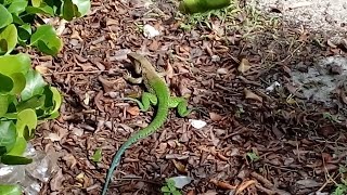 Hissssssssss Green Ameiva Lizards at the Holiday Inn LeafALike [upl. by Alisia]