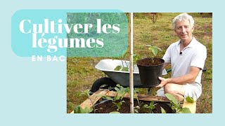 Cultiver des légumes en bac  Monjardindansleslandes [upl. by Vergil]