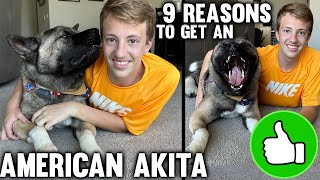 9 Reasons to Buy an American Akita [upl. by Akinihs]