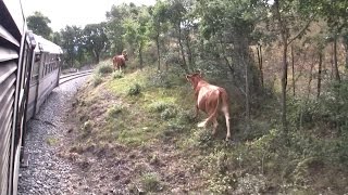 chemin de fer de la corse  Corte à Mezzana [upl. by Eixel]