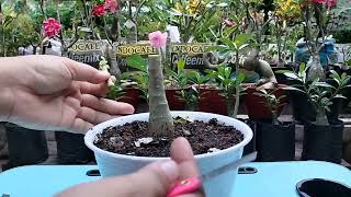 Tutorial Grafting Adenium Untuk Permula Lengkap detail dan jelas [upl. by Aieki]