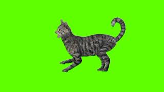 Green screen Cat video  Gray Cat Biting green screen [upl. by Ylhsa]