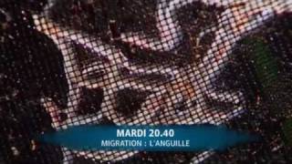 Migration  languille [upl. by Oiralednac586]